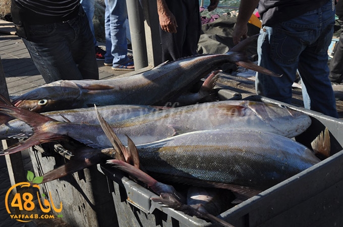 samak antayasa (12).JPG